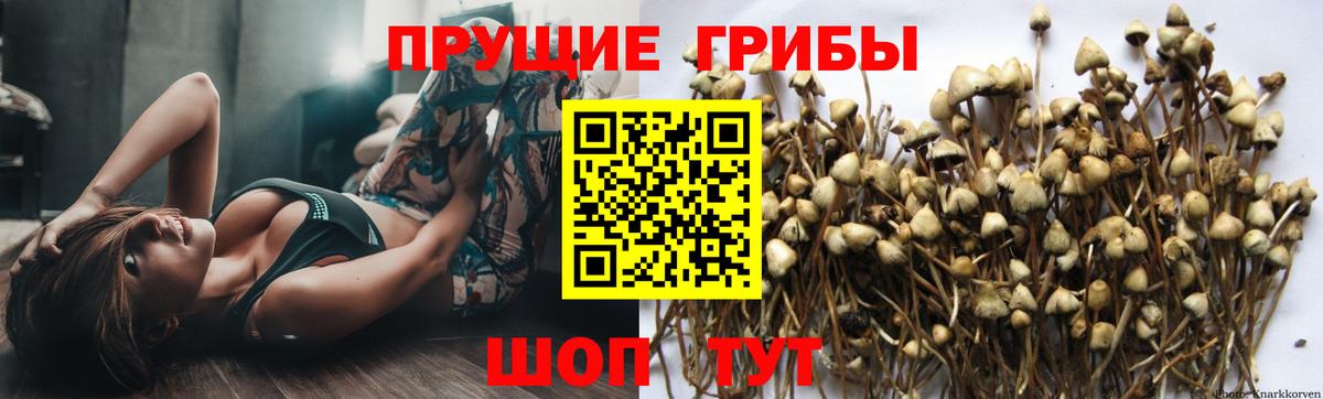Псилоцибиновые грибы Cubensis Советская Гавань